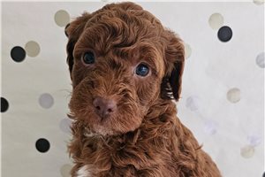 Braeden - puppy for sale