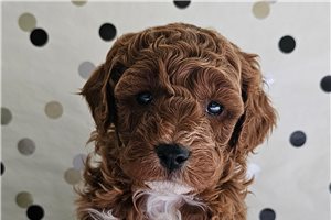 Bradford - puppy for sale