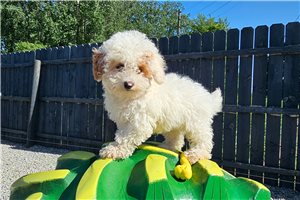 Shirley - Goldendoodle, Mini for sale