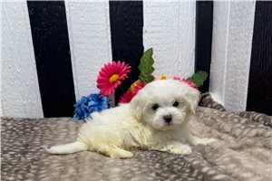 Peyton - Maltese for sale