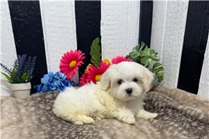 Prue - Maltese for sale