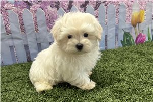 Kaleb - Maltese for sale