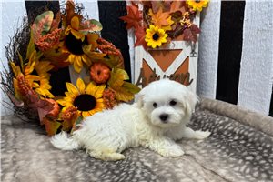 Prue - Maltese for sale