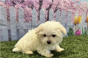 Kairo - Maltese for sale