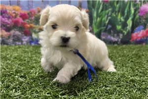 Kaleb - Maltese for sale
