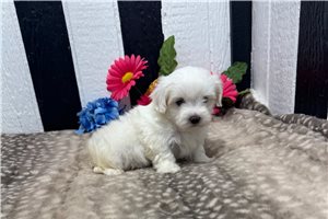 Alex - puppy for sale