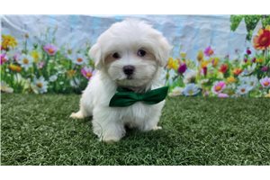 Alex - Maltese for sale
