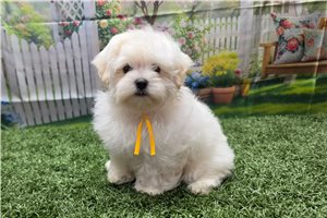 Kaleb - Maltese for sale