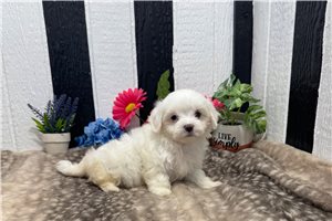 Alana - Maltese for sale