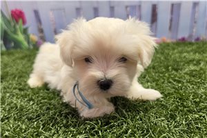 Marty - Maltese for sale