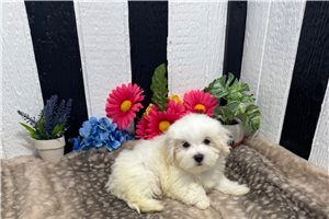 Peyton - Maltese for sale