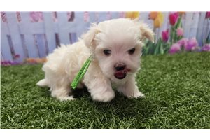 Kairo - Maltese for sale