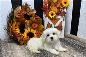 Peyton - puppy for sale