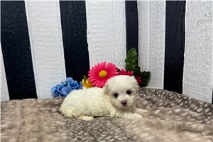 Peyton - Maltese for sale