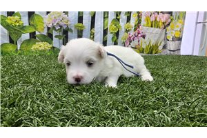 Potter - puppy for sale
