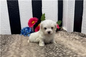 Alfie - puppy for sale