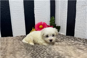 Potter - Maltese for sale