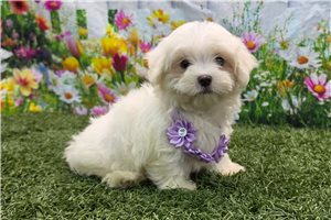 Alana - Maltese for sale