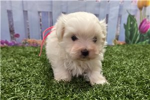 Mia - Maltese for sale