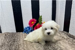 Potter - Maltese for sale