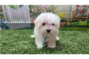 Kairo - Maltese for sale