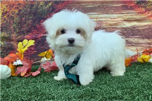 Alex - Maltese for sale