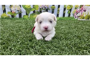 Peyton - puppy for sale