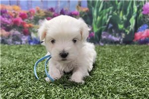 Marty - Maltese for sale