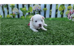 Prue - Maltese for sale
