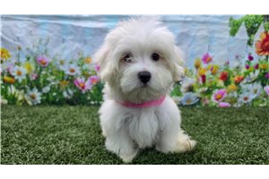 Prue - Maltese for sale