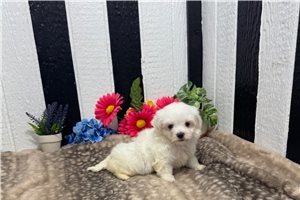 Alfie - Maltese for sale