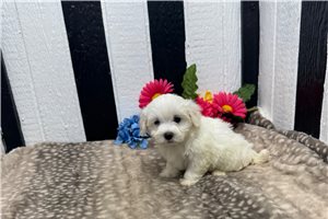 Prue - Maltese for sale
