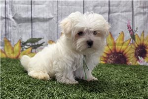 Kairo - Maltese for sale