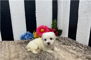 Pansy - Maltese for sale