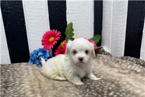 Alana - Maltese for sale