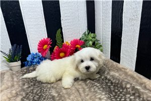 Potter - Maltese for sale