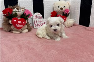 Eddie - puppy for sale