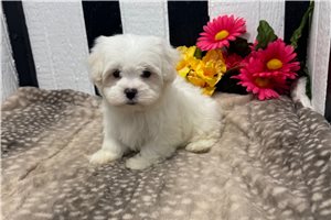 Ericson - Maltese for sale