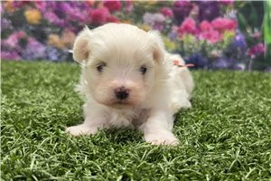 Mia - Maltese for sale