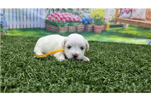 Pansy - puppy for sale