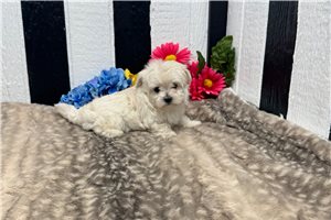 Gianna - Maltese for sale