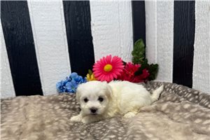 Prue - Maltese for sale