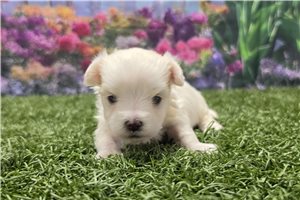 Milo - Maltese for sale