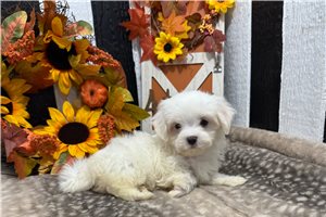 Alana - Maltese for sale
