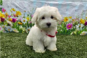 Peyton - Maltese for sale