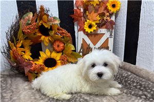 Potter - puppy for sale