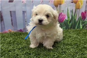 Kaleb - Maltese for sale