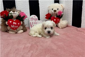 Evan - puppy for sale