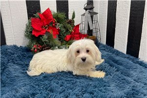 Henry - Maltese for sale