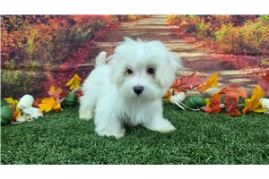 Prue - Maltese for sale